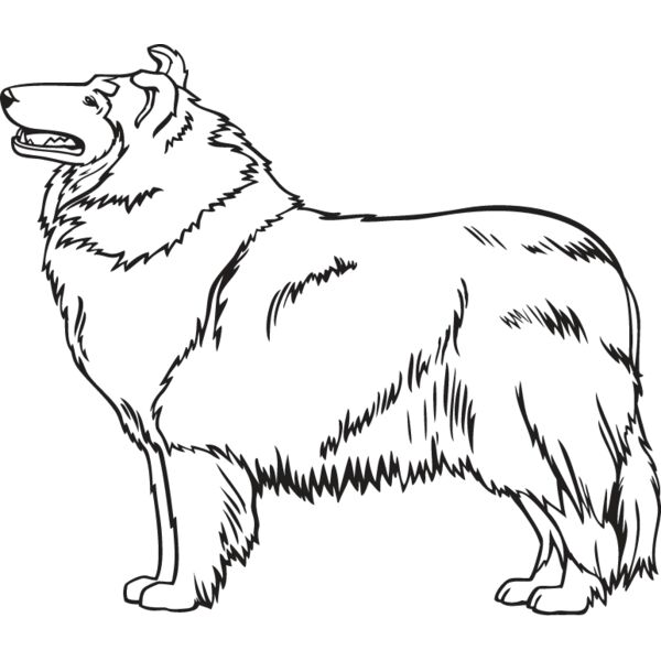 Collie3 Thumbnail