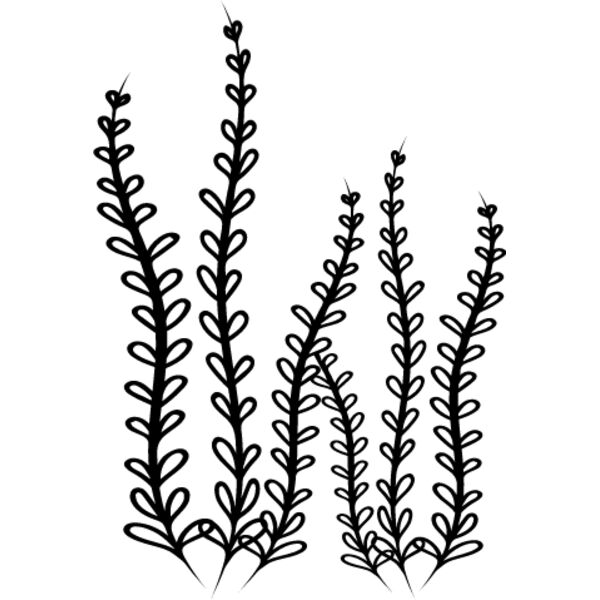 Seaweed3 Thumbnail