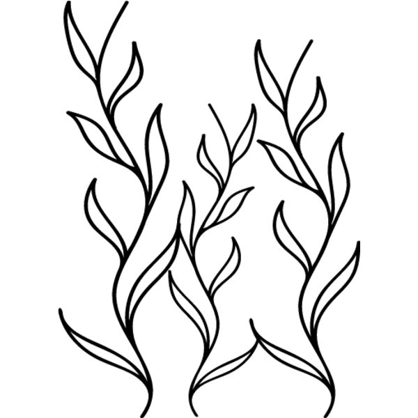 Seaweed5 Thumbnail