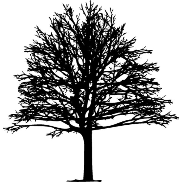 Bare Tree7 Thumbnail
