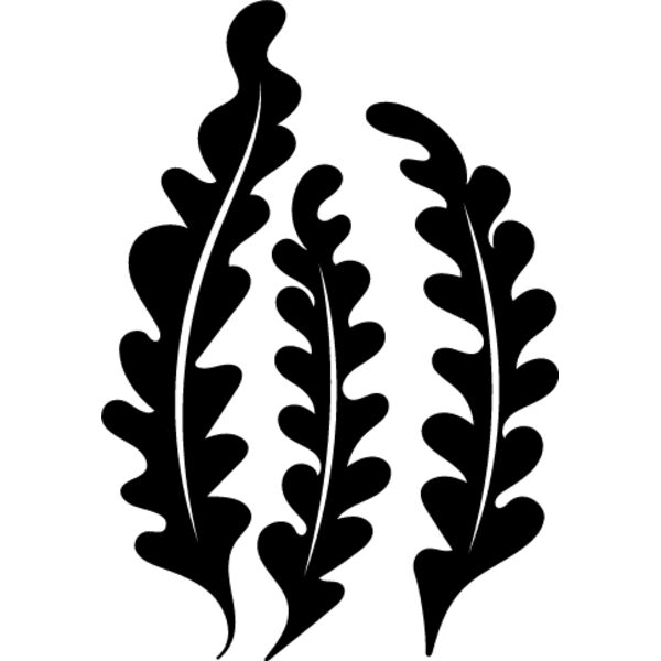 Seaweed4 Thumbnail