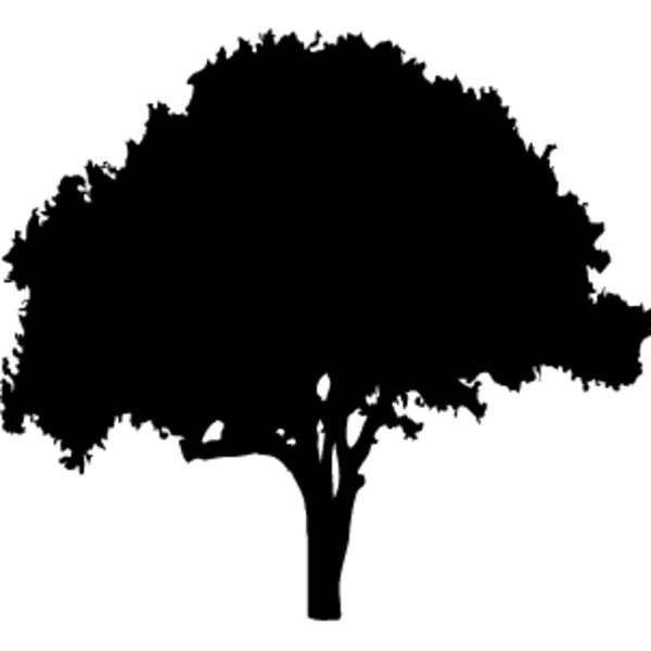 Oak Tree2 Thumbnail